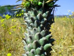 Euphorbia clandestina