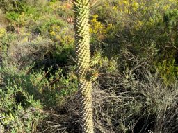 Euphorbia clandestina old stem, young branches