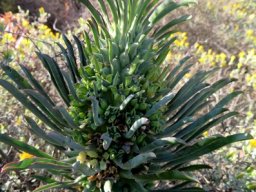 Euphorbia clandestina leaf changes