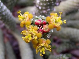 Euphorbia colliculina cyathia