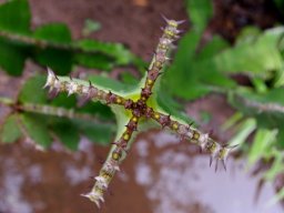 Euphorbia cooperi stem tip seen from above