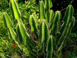 Euphorbia cooperi garden transplant