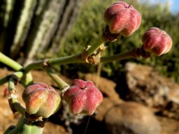 Euphorbia dregeana fruit