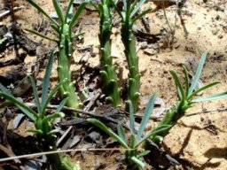 Euphorbia duseimata leaves