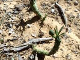 Euphorbia duseimata fruiting in Limpopo
