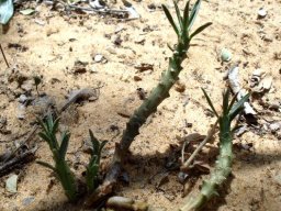 Euphorbia duseimata