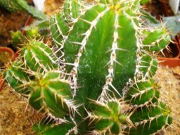 Euphorbia echinus