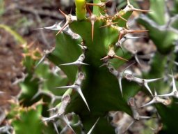 Euphorbia enormis cyathia and spines