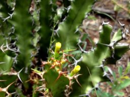 Euphorbia enormis stems
