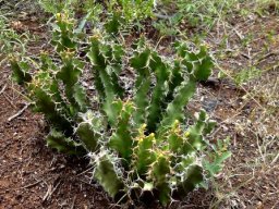 Euphorbia enormis