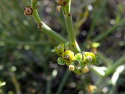Euphorbia ephedroides false flowers