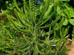 Euphorbia grandidens