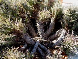 Euphorbia filiflora