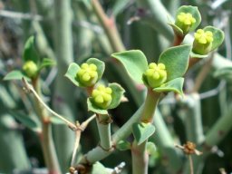 Euphorbia gariepina subsp. gariepina stem-tip flowering