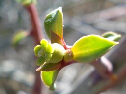 Euphorbia gariepina subsp. gariepina cyathium