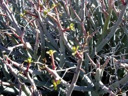 Euphorbia gariepina subsp. gariepina