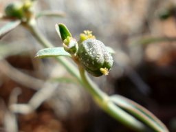 Euphorbia glanduligera cyathia and fruit
