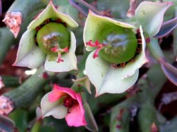 Euphorbia hamata female flowers at different stages