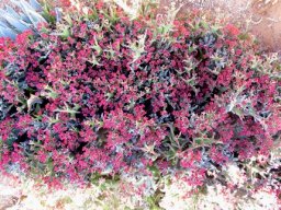 Euphorbia hamata
