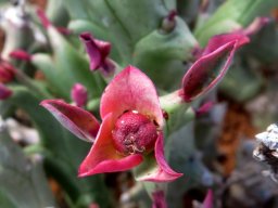 Euphorbia hamata red fruit wrinkled