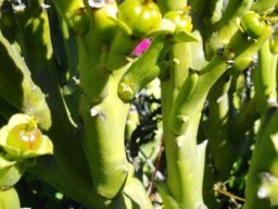 Euphorbia hamata fruiting