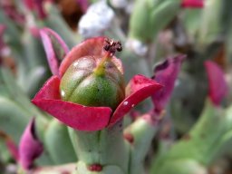 Euphorbia hamata green fruit in bracts