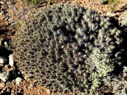 Euphorbia heptagona... guess my age