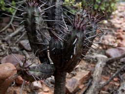 Euphorbia heptagona tree aspirations