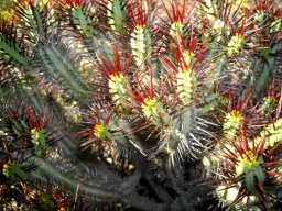 Euphorbia heptagona or klipnoors doing colours