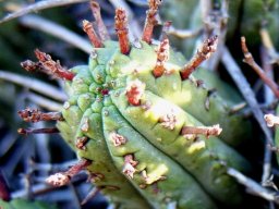 Euphorbia heptagona spines and false flowers