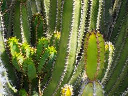 Euphorbia avasmontana stems