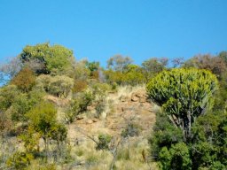 Euphorbia ingens and peace