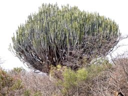 Euphorbia ingens