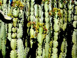 Euphorbia ingens green upper branchlets