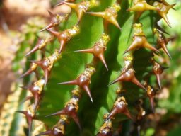 Euphorbia caerulescens young stem-tip