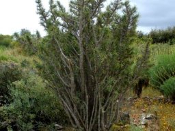 Euphorbia loricata may reach 1,5 m in height