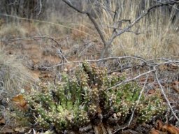 Euphorbia maleolens