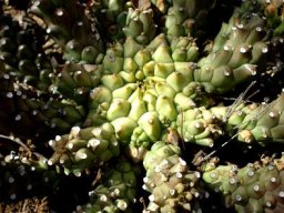 Euphorbia maleolens central stem crown