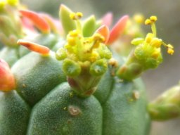 Euphorbia mammillaris young false flower