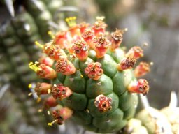 Euphorbia mammillaris old male cyathia