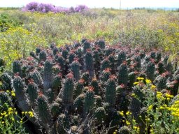 Euphorbia mammillaris resembling an unruly crowd