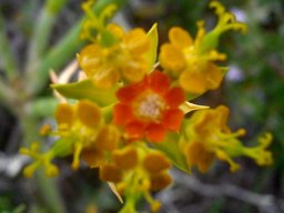 Euphorbia mauritanica flowers getting on
