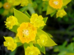 Euphorbia mauritanica stem-tip inflorescence