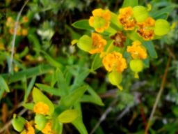 Euphorbia mauritanica flowering almost over