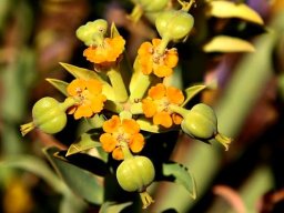 Euphorbia mauritanica early fruit stage