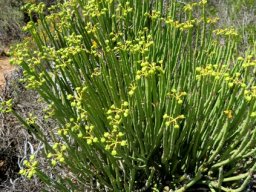 Euphorbia mauritanica bearing many fruits