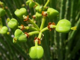 Euphorbia mauritanica fruit too heavy for their stalks