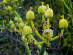 Euphorbia mauritanica fruit