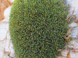 Euphorbia multifolia