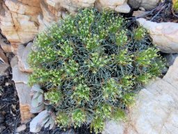 Euphorbia multifolia bluish leaves